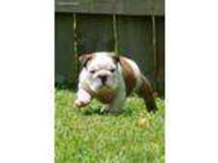 Bulldog Puppy for sale in London, KY, USA