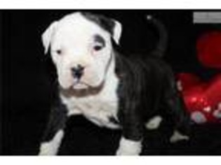 American Bulldog Puppy for sale in Jonesboro, AR, USA