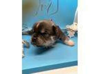 Mutt Puppy for sale in Waseca, MN, USA