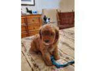 Cavapoo Puppy for sale in Corsicana, TX, USA