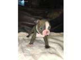 Boston Terrier Puppy for sale in Wichita, KS, USA