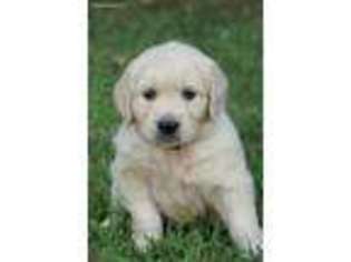 Golden Retriever Puppy for sale in Cumberland, VA, USA