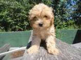 Shih-Poo Puppy for sale in Derry, NH, USA