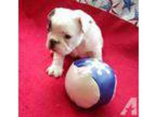 French Bulldog Puppy for sale in COBBTOWN, GA, USA