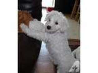 Schnoodle (Standard) Puppy for sale in GLENBEULAH, WI, USA