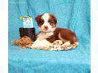 Miniature Australian Shepherd Puppy for sale in Grandview, TX, USA