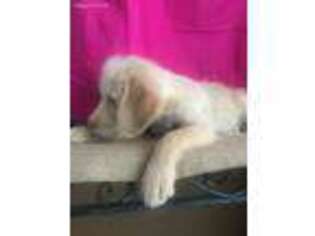 Labradoodle Puppy for sale in Cartersville, GA, USA