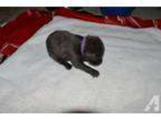 Labrador Retriever Puppy for sale in MINATARE, NE, USA