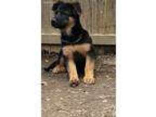 German Shepherd Dog Puppy for sale in Arlington, VA, USA