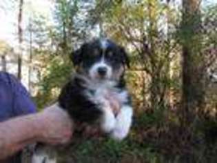 Miniature Australian Shepherd Puppy for sale in Conyers, GA, USA