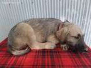 Irish Wolfhound Puppy for sale in Crooksville, OH, USA
