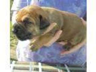 Boerboel Puppy for sale in Crown Point, IN, USA