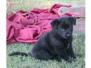 German Shepherd Dog Puppy for sale in Hope, KS, USA