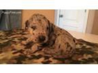 Great Dane Puppy for sale in Savannah, MO, USA