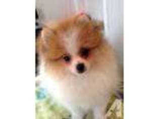 Pomeranian Puppy for sale in VALRICO, FL, USA