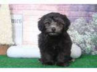 Mutt Puppy for sale in Joppa, MD, USA