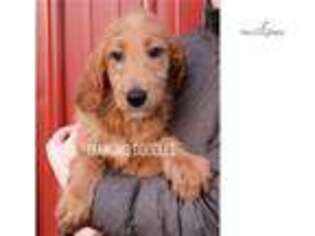 Goldendoodle Puppy for sale in Joplin, MO, USA