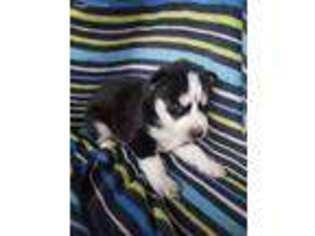 Siberian Husky Puppy for sale in Hancock, MD, USA