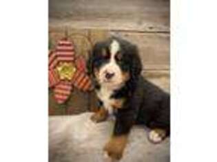 Bernese Mountain Dog Puppy for sale in Clifton, ID, USA
