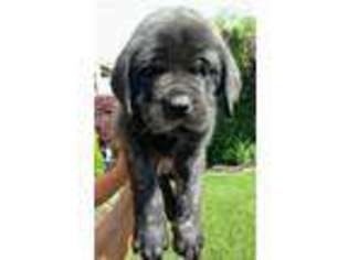 Mastiff Puppy for sale in Grand Rapids, MI, USA