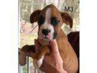 Boxer Puppy for sale in Homosassa, FL, USA