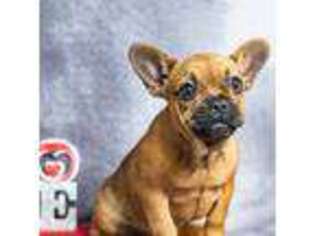 French Bulldog Puppy for sale in Fort Scott, KS, USA