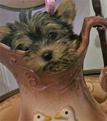 Yorkshire Terrier Puppy for sale in Bentonville, AR, USA