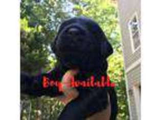 Labradoodle Puppy for sale in Dahlonega, GA, USA