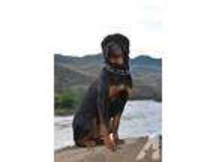 Rottweiler Puppy for sale in BLANCHARD, ID, USA