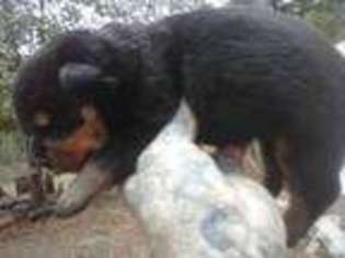 Rottweiler Puppy for sale in BOAZ, AL, USA