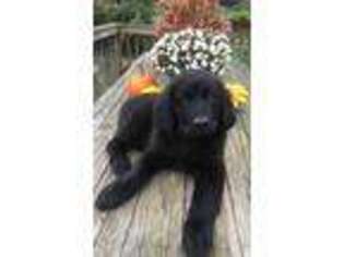 Newfoundland Puppy for sale in West Union, WV, USA