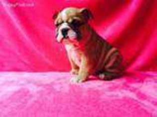 Bulldog Puppy for sale in Mableton, GA, USA