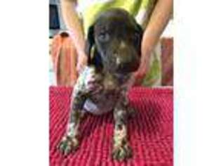 German Shorthaired Pointer Puppy for sale in Indianapolis, IN, USA