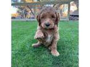 Goldendoodle Puppy for sale in Marble Falls, TX, USA