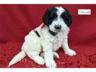 Portuguese Water Dog Puppy for sale in Kansas City, MO, USA