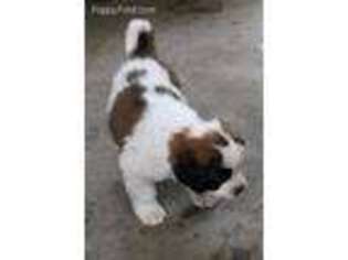 Saint Bernard Puppy for sale in Grants Pass, OR, USA