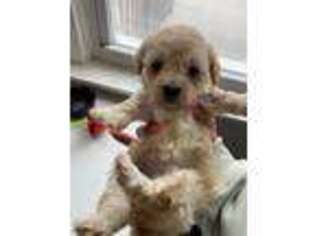 Mutt Puppy for sale in Harrison, NJ, USA