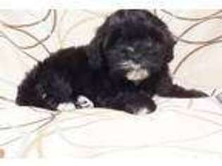 Shih-Poo Puppy for sale in Copan, OK, USA