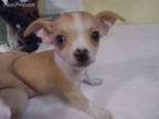 Rat Terrier Puppy for sale in Archer, FL, USA