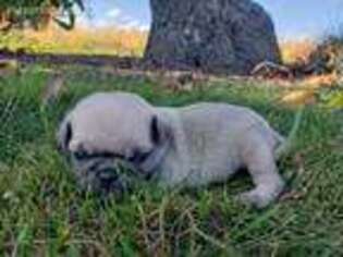 Pug Puppy for sale in Woodbury, PA, USA