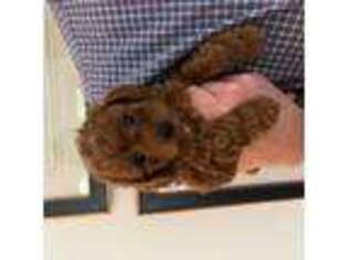Cavapoo Puppy for sale in Birmingham, AL, USA