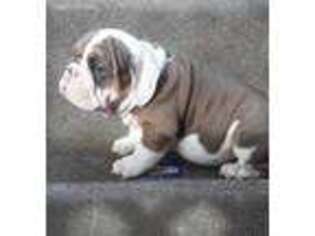 Bulldog Puppy for sale in Caddo Mills, TX, USA