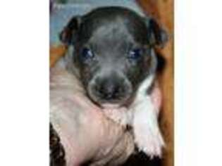 Rat Terrier Puppy for sale in Mariposa, CA, USA