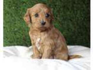 Cavapoo Puppy for sale in Baltic, OH, USA