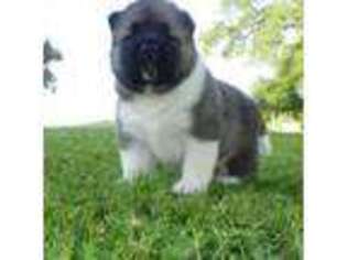 Medium Photo #1 Akita Puppy For Sale in Federal Way, WA, USA