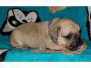 French Bulldog Puppy for sale in Bridgewater, MA, USA