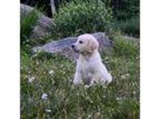 Golden Retriever Puppy for sale in Westfield, MA, USA