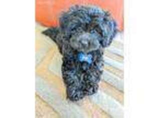 Cavapoo Puppy for sale in Sacramento, CA, USA