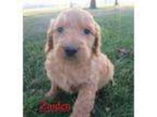 Goldendoodle Puppy for sale in Memphis, MO, USA
