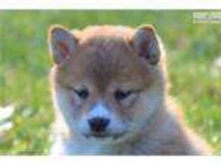 Shiba Inu Puppy for sale in Mansfield, OH, USA